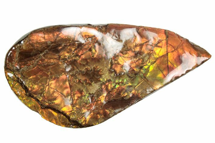 Flashy Ammolite (Fossil Ammonite Shell) - Reds & Oranges #357587